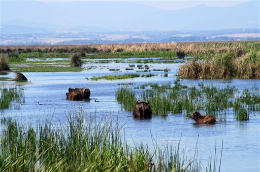 Bafra naturparken ved Kızılırmak delta