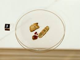 Øyesalven "Frygisk pulver"